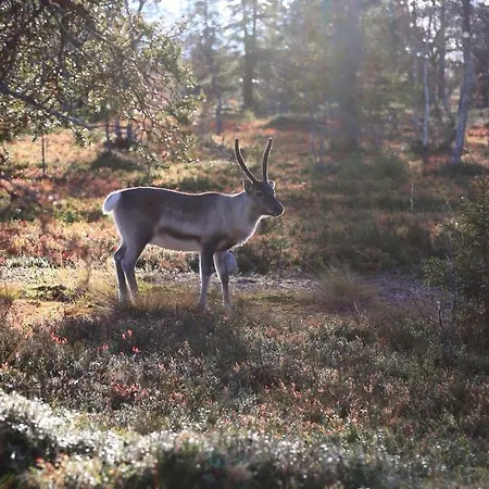 بيت خشبي 67°n Lapland Äkäslompolo